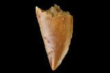 Serrated, Raptor Tooth - Real Dinosaur Tooth #139337-1